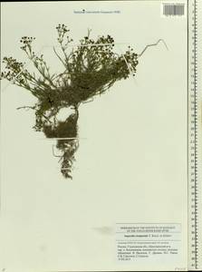 Asperula tephrocarpa Czern. ex Popov & Chrshan., Eastern Europe, Middle Volga region (E8) (Russia)