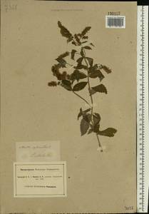 Mentha longifolia (L.) L., Eastern Europe, South Ukrainian region (E12) (Ukraine)