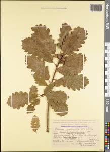 Quercus robur subsp. pedunculiflora (K.Koch) Menitsky, Caucasus, Azerbaijan (K6) (Azerbaijan)