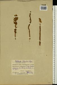 Orobanche alsatica subsp. libanotidis (Ruprecht) Pusch, Eastern Europe, Moscow region (E4a) (Russia)