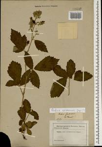 Rubus crimaeus Juz., Crimea (KRYM) (Russia)