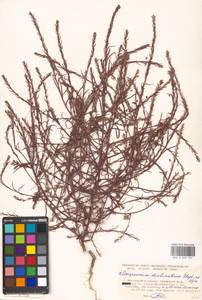 Corispermum declinatum Steph. ex Stev., Eastern Europe, Moscow region (E4a) (Russia)