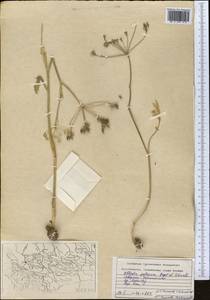 Kozlovia paleacea (Regel & Schmalh.) Lipsky, Middle Asia, Western Tian Shan & Karatau (M3) (Tajikistan)