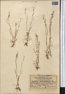 Bromus lanceolatus Roth, Middle Asia, Pamir & Pamiro-Alai (M2) (Uzbekistan)