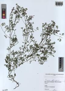 KUZ 000 480, Fumaria officinalis L., Siberia, Altai & Sayany Mountains (S2) (Russia)