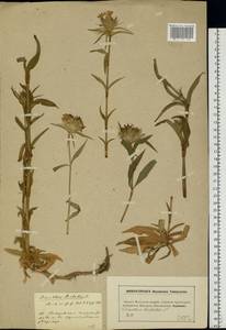 Dianthus barbatus L., Eastern Europe, Moscow region (E4a) (Russia)