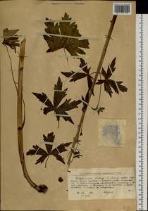 Delphinium elatum L., Siberia, Western Siberia (S1) (Russia)