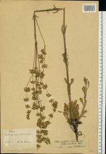 Silene densiflora d'Urv., Eastern Europe, South Ukrainian region (E12) (Ukraine)