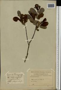 Salix aurita × cinerea, Eastern Europe, Western region (E3) (Russia)