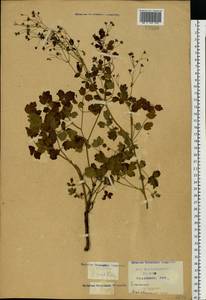 Thalictrum, Eastern Europe, Central region (E4) (Russia)