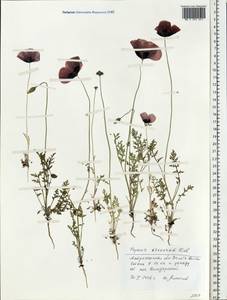 Papaver arenarium M. Bieb., Eastern Europe, Lower Volga region (E9) (Russia)