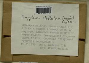 Campylium stellatum (Hedw.) Lange & C.E.O. Jensen, Bryophytes, Bryophytes - South Urals (B14) (Russia)