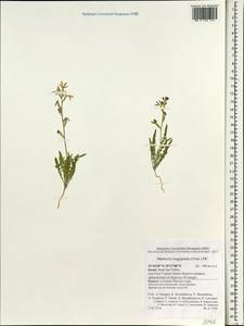 Matthiola longipetala (Vent.) DC., South Asia, South Asia (Asia outside ex-Soviet states and Mongolia) (ASIA) (Israel)