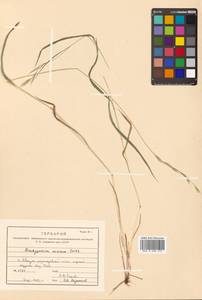 Brachypodium sylvaticum (Huds.) P.Beauv., Siberia, Russian Far East (S6) (Russia)