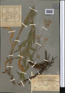 Lindelofia anchusoides subsp. anchusoides, Middle Asia, Pamir & Pamiro-Alai (M2) (Tajikistan)