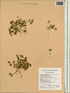 Trifolium scabrum L., South Asia, South Asia (Asia outside ex-Soviet states and Mongolia) (ASIA) (Cyprus)
