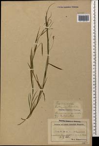 Lathyrus nissolia L., Caucasus, Azerbaijan (K6) (Azerbaijan)