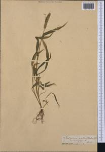 Setaria verticillata (L.) P.Beauv., Western Europe (EUR)