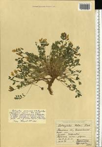 Astragalus permiensis C. A. Mey. ex Rupr., Eastern Europe, Eastern region (E10) (Russia)