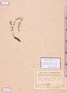 Cystopteris fragilis (L.) Bernh., Siberia, Altai & Sayany Mountains (S2) (Russia)