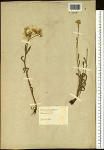 Tephroseris palustris (L.) Fourr., Siberia, Yakutia (S5) (Russia)