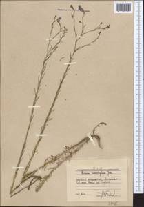 Linum macrorhizum Juz., Middle Asia, Western Tian Shan & Karatau (M3) (Uzbekistan)