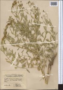 Haplophyllum acutifolium (DC.) G. Don, Middle Asia, Western Tian Shan & Karatau (M3) (Uzbekistan)