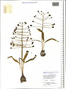 Bellevalia montana (K.Koch) Boiss., Caucasus, Armenia (K5) (Armenia)