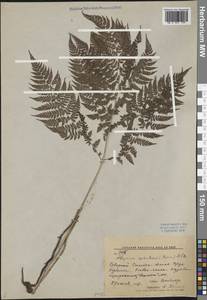 Athyrium spinulosum (Maxim.) Milde, Siberia, Russian Far East (S6) (Russia)