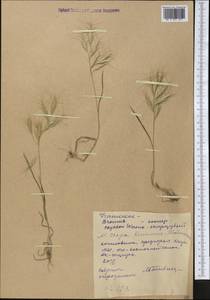 Bromus oxyodon Schrenk, Middle Asia, Western Tian Shan & Karatau (M3) (Kyrgyzstan)