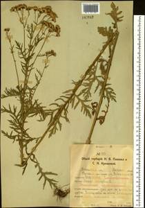 Jacobaea erucifolia subsp. erucifolia, Siberia, Western Siberia (S1) (Russia)