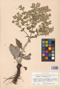 MHA 0 156 132, Salvia aethiopis L., Eastern Europe, South Ukrainian region (E12) (Ukraine)
