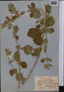 Marrubium vulgare L., Middle Asia, Western Tian Shan & Karatau (M3) (Uzbekistan)