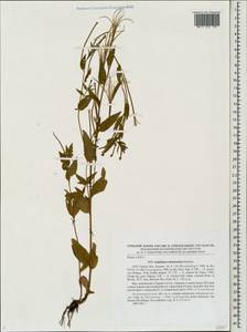 Epilobium ciliatum subsp. ciliatum, Eastern Europe, North-Western region (E2) (Russia)