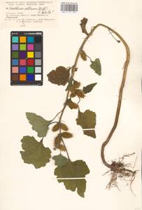 Xanthium orientale var. albinum (Widd.) Adema & M. T. Jansen, Eastern Europe, North Ukrainian region (E11) (Ukraine)