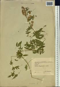 Vicia cracca L., Siberia, Western (Kazakhstan) Altai Mountains (S2a) (Kazakhstan)