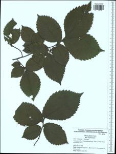 Ulmus glabra, Eastern Europe, Central region (E4) (Russia)