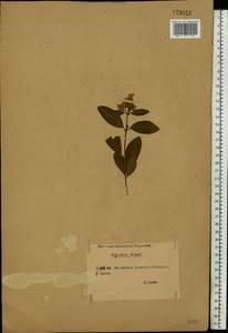 Ligustrum vulgare L., Eastern Europe, Rostov Oblast (E12a) (Russia)