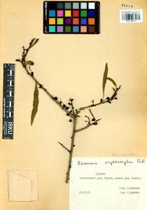 Rhamnus erythroxyloides subsp. erythroxyloides, Siberia, Baikal & Transbaikal region (S4) (Russia)