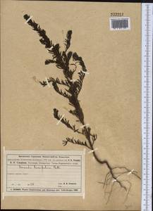 Suaeda linifolia Pall., Middle Asia, Muyunkumy, Balkhash & Betpak-Dala (M9) (Kazakhstan)