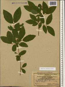 Lonicera caucasica subsp. orientalis (Lam.) D. F. Chamb. & Long, Caucasus, Azerbaijan (K6) (Azerbaijan)