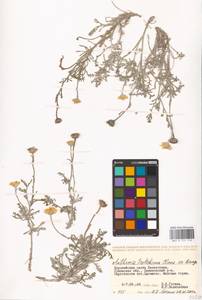 Archanthemis trotzkiana (Claus ex Bunge) Lo Presti & Oberpr., Middle Asia, Caspian Ustyurt & Northern Aralia (M8) (Kazakhstan)