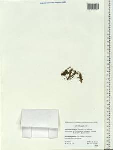 Callitriche palustris L., Siberia, Russian Far East (S6) (Russia)