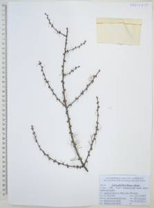 Larix gmelinii (Rupr.) Kuzen., Siberia, Russian Far East (S6) (Russia)