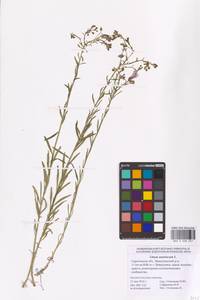 Linum austriacum L., Eastern Europe, Lower Volga region (E9) (Russia)