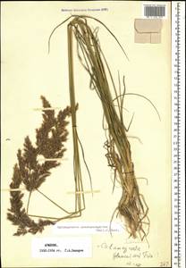 Calamagrostis pseudophragmites (Haller f.) Koeler, Caucasus, Armenia (K5) (Armenia)