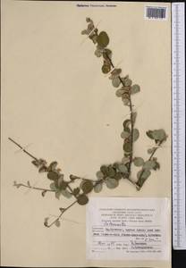 Cotoneaster, Middle Asia, Pamir & Pamiro-Alai (M2) (Turkmenistan)