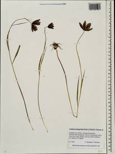 Fritillaria meleagroides Patrin ex Schult. & Schult.f., Eastern Europe, Eastern region (E10) (Russia)