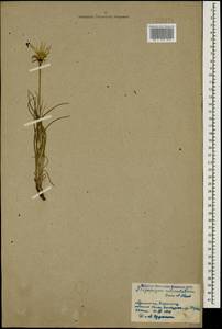 Tragopogon reticulatus Boiss. & A. Huet, Caucasus, Armenia (K5) (Armenia)