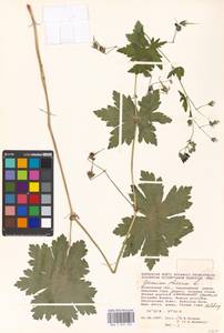 Geranium phaeum L., Eastern Europe, Moscow region (E4a) (Russia)